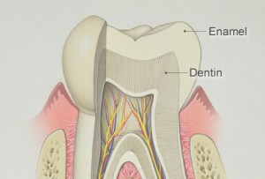 Tooth Enamel and Dentin
